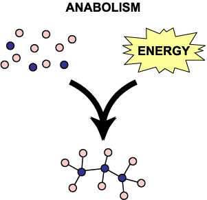 Examples of anabolic and catabolic reactions in the body